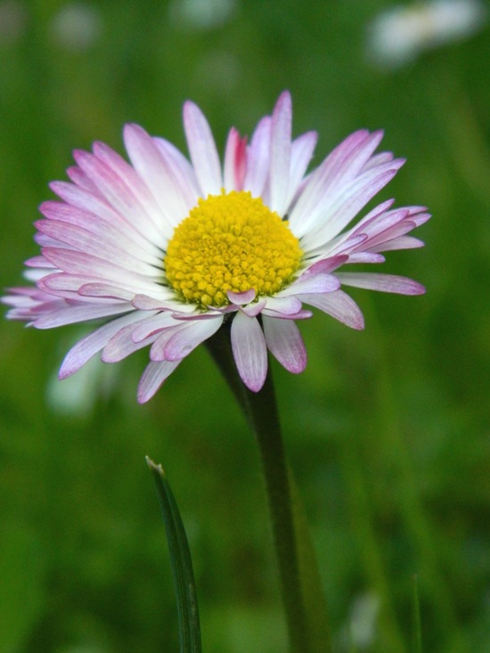 fioriture...di primavera